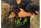 Black German Sheprador puppies