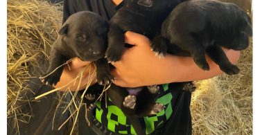 Black German Sheprador puppies