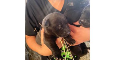 Black German Sheprador puppies