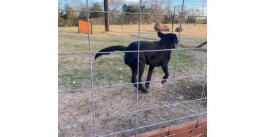 Black German Sheprador puppies