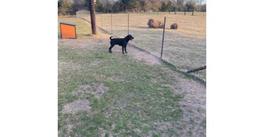 Black German Sheprador puppies