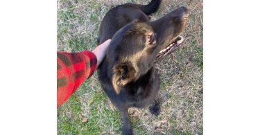 Black German Sheprador puppies