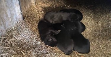 Black German Sheprador puppies