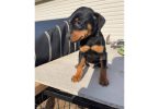 3 Miniature pinscher puppies for sale