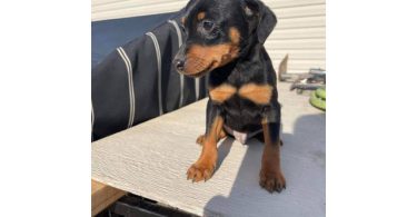 3 Miniature pinscher puppies for sale