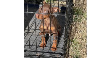 3 Miniature pinscher puppies for sale
