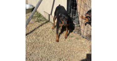 3 Miniature pinscher puppies for sale