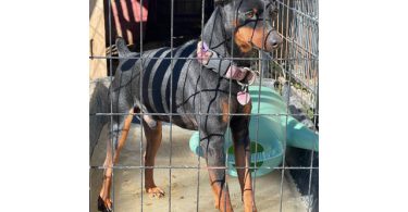 3 Miniature pinscher puppies for sale
