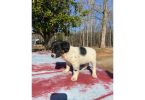 5 Border Aussie puppies need a home