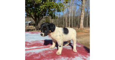 5 Border Aussie puppies need a home