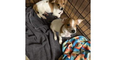 2 Jack Russell terrier puppies for sale
