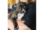9 weeks old Boston Huahua puppies