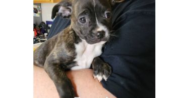 9 weeks old Boston Huahua puppies