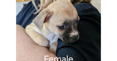 9 weeks old Boston Huahua puppies