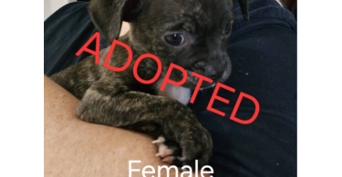 9 weeks old Boston Huahua puppies