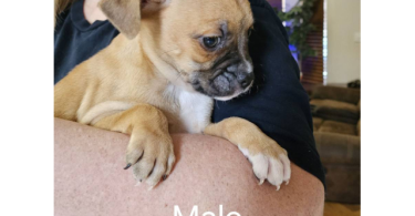 9 weeks old Boston Huahua puppies