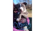 4 remaining male Pit bull puppies for adoption