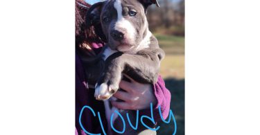 4 remaining male Pit bull puppies for adoption