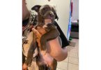 8 weeks Blue nose pitbull puppies