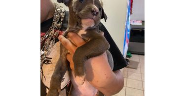 8 weeks Blue nose pitbull puppies