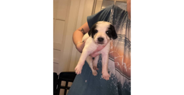 7 Treeing walker coonhound puppies