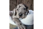 Purebred Great Dane puppies for sale