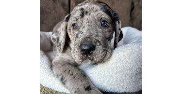 Purebred Great Dane puppies for sale