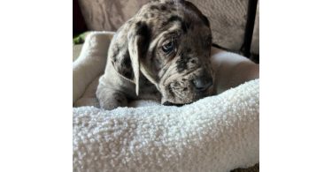 Purebred Great Dane puppies for sale