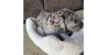 Purebred Great Dane puppies for sale