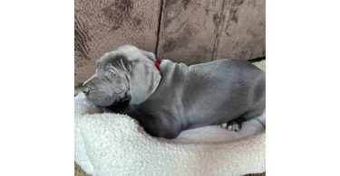 Purebred Great Dane puppies for sale