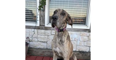 Purebred Great Dane puppies for sale