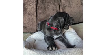 Purebred Great Dane puppies for sale