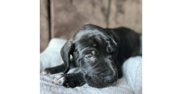 Purebred Great Dane puppies for sale