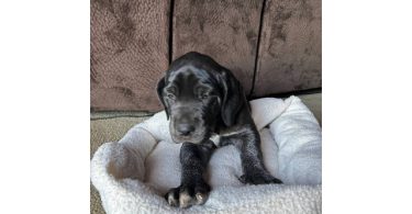 Purebred Great Dane puppies for sale