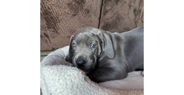 Purebred Great Dane puppies for sale