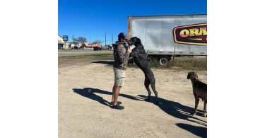 Purebred Great Dane puppies for sale