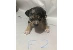 American Bully puppies for sale or trade