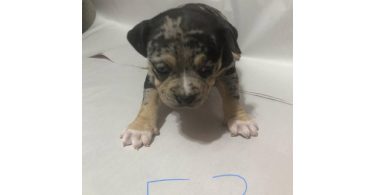American Bully puppies for sale or trade