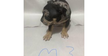 American Bully puppies for sale or trade