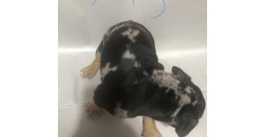 American Bully puppies for sale or trade
