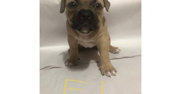 American Bully puppies for sale or trade