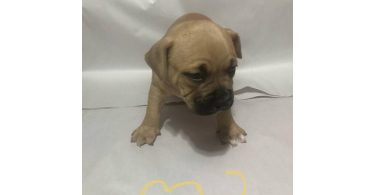 American Bully puppies for sale or trade