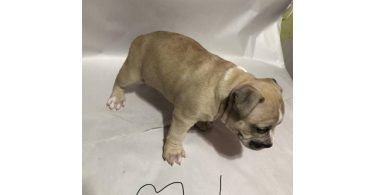 American Bully puppies for sale or trade