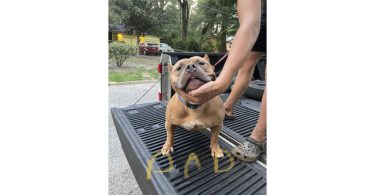 American Bully puppies for sale or trade