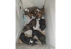 7 Pit bull puppies for sale