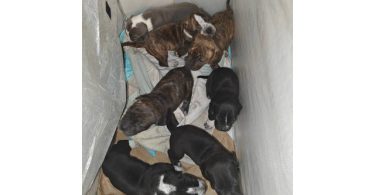 7 Pit bull puppies for sale