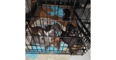7 Pit bull puppies for sale
