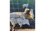4 Great Pyrenees puppies ready to go