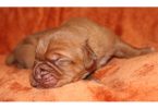 Dogue de Bordeaux Males and Females