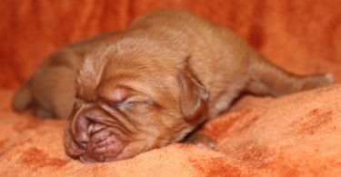 Dogue de Bordeaux Males and Females